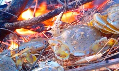 Đặc sản có tên kỳ cục, ngon hơn ghẹ rẻ hơn cua được du khách "săn lùng", muốn ăn nhất định phải đến nơi này