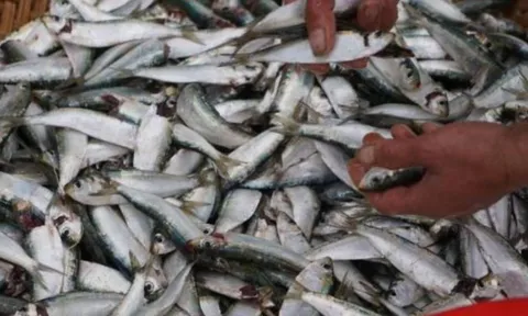 3 loại cá giàu Omega-3, giá rẻ hơn cá hồi – Ra chợ gặp là nên mua ngay để tốt cho sức khỏe