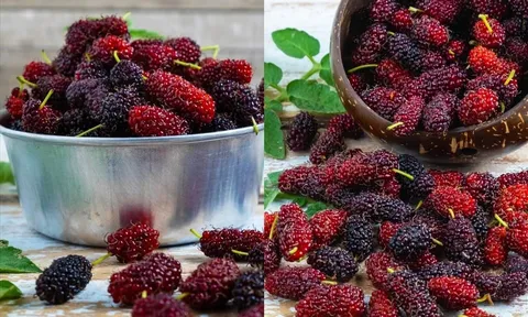 4 công thức nước dâu tằm giúp cải thiện làn da từ bên trong một cách tự nhiên