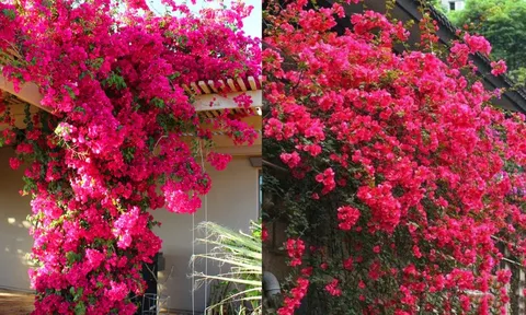 Mẹo giúp hoa giấy ra nhiều hoa quanh năm