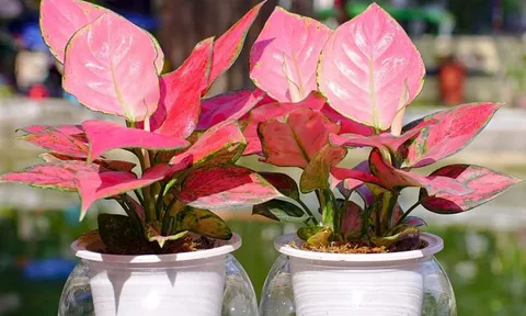 Nghề nghiệp của bạn là gì? Chọn 1 cây phong thủy để bàn theo nghề nghiệp