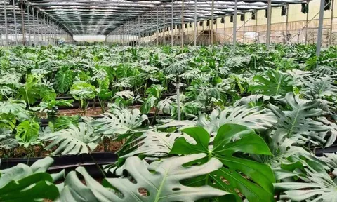 Trồng cây có dáng lá “chẳng giống ai” nhưng lên phố lại “cháy hàng”, giúp nông dân đổi đời vươn lên làm giàu