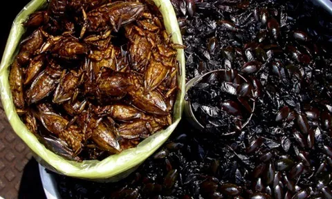 Ở Ninh Bình có món nhậu nhìn "nổi da gà" nhưng lại là đặc sản ngon nức tiếng, bao người muốn ăn thử