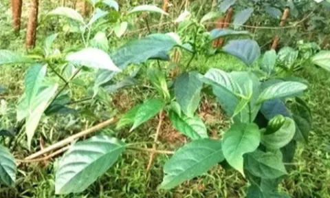 Cây rau dại được ví như "nhân sâm rừng", trồng một lần thu hoạch suốt nhiều năm, thành đặc sản có hương vị lạ