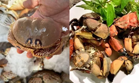 Cúm núm Quảng Ngãi: Đặc sản cua lạ “nhỏ mà ngon”, ai ăn thử cũng nhớ