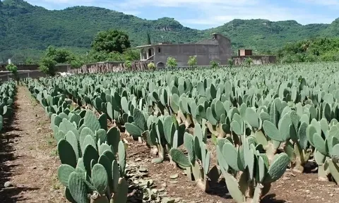 Nghề lạ ở Việt Nam: Đem loại cây xù xì xưa trồng bờ rào về chăm sóc, người dân nhận "tin vui", kiếm chục triệu/tháng