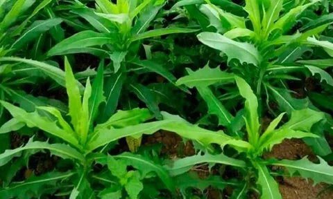 Cây mọc bờ rào được ví như "vua thải độc", trồng một lần hái bán quanh năm, thành đặc sản lạ ở thành phố