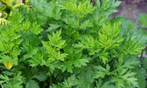 6 cách dùng ngải cứu trị đau đầu