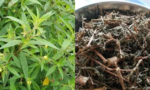 Rau mương – rau dại ven sông bỗng “gây sốt”: Món ngon dân dã được người thành phố săn tìm