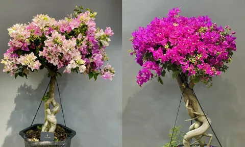 Vì sao không nên trồng hoa giấy trong nhà?