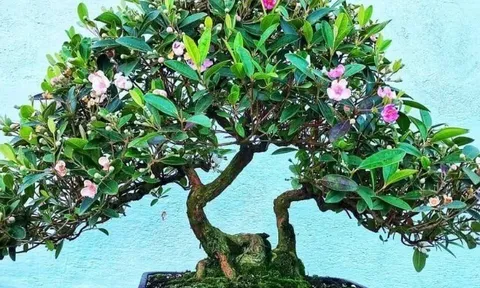 Cây dại mọc bờ bụi ở quê nay "hô biến" thành siêu phẩm bonsai đẹp lạ, mang ý nghĩa phong thuỷ với giá chục triệu đồng