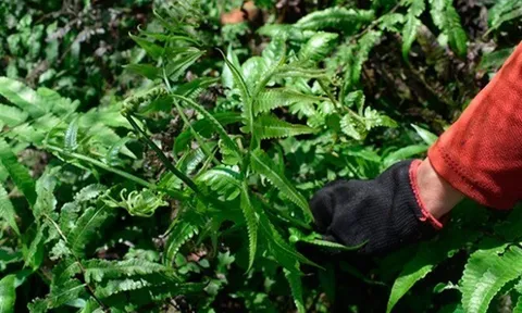 Cây mọc dại được ví như "rau trường sinh", trồng một lần hái bán quanh năm, thành đặc sản nổi tiếng