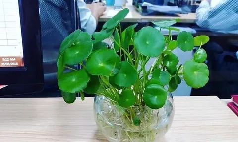 5 loại cây bé tí tí tụ Lộc thần Tài, trồng vào nhà Tiền đến không ngơi