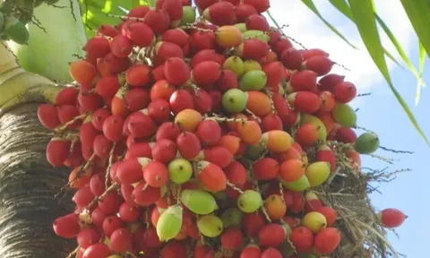 Loại quả xưa rụng đầy không ai ăn, nay làm thành đặc sản có hương vị lạ, chị em đua nhau săn lùng