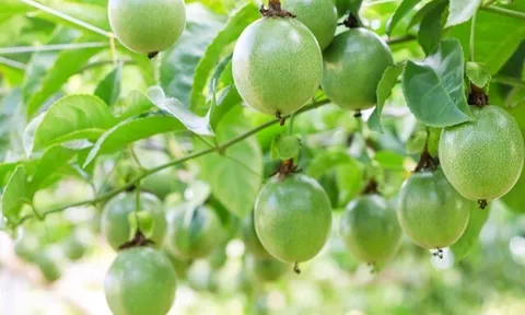 Trồng cây “siêu trái” dinh dưỡng bậc nhất thế giới, cứ 6 tháng cho thu hoạch, nông dân vươn lên làm giàu