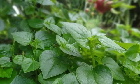 Cây mọc bờ rào được ví như "nhân sâm xanh", trồng một lần hái bán quanh năm, thành đặc sản có hương vị lạ 