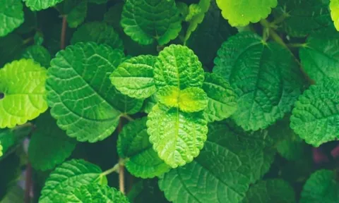 5 cây thuốc hay và dễ trồng tại nhà, nhà ai cũng nên có 1 vài loại