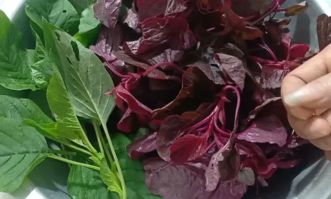 Những người không nên ăn rau dền