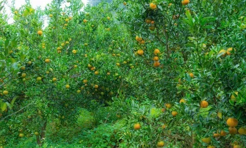 Loại quả "tốt nhất thế giới" chỉ có ở Lào Cai, trồng một lần thu hoạch nhiều năm, thành đặc sản nổi tiếng được ưa chuộng