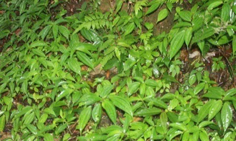 Cây dại mọc đầy bờ bụi xưa không ai biết đến, nay thành đặc sản nổi tiếng chỉ có ở Tây Nguyên, hương vị lạ