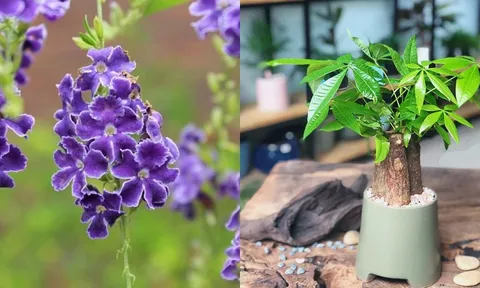 5 cây cảnh “được người xưa chọn mặt gửi vàng”: Trồng trong nhà, vừa đẹp vừa mang ý nghĩa tài lộc