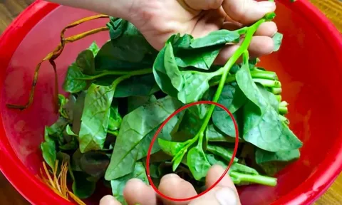 5 người nên ăn rau mùng tơi mỗi ngày