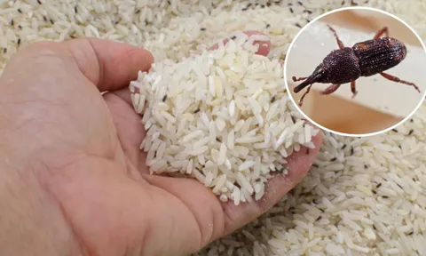 Bỏ thứ này vào thùng gạo, để cả năm không lo mọt