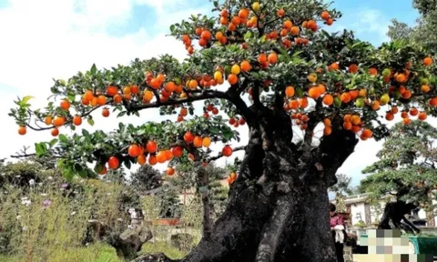 Loài cây ăn quả quen thuộc ‘biến’ thành bonsai tiền tỷ, biểu tượng cho sự bền vững, sung túc và viên mãn
