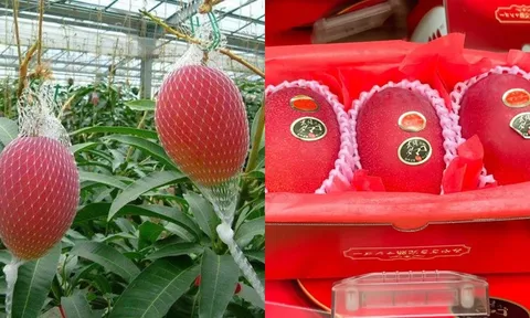 Từ Nhật Bản đến Việt Nam: Hành trình của giống xoài “xa xỉ” gây tò mò