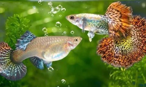 6 loại cá cảnh nhỏ bé giá rẻ thích hợp cho giới văn phòng, mang ý nghĩa phong thủy, hút tài lộc