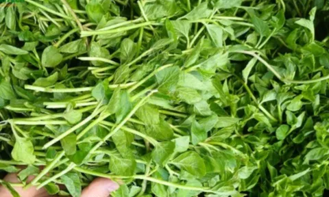 Cây dại mọc bờ rào được ví như "nhân sâm rừng", trồng 3 tháng cho thu hoạch, thành đặc sản nổi tiếng được ưa chuộng