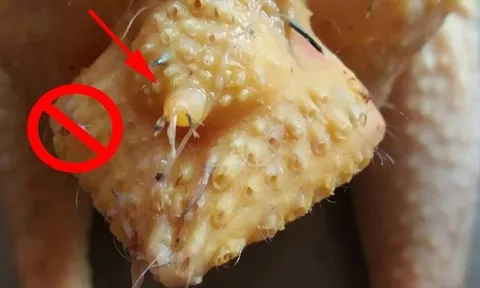 4 bộ phận bẩn nhất của gà, nhiều người "tiếc của" vẫn ăn