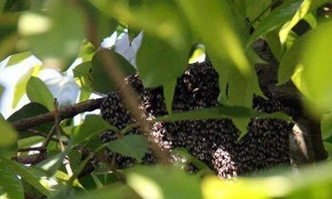 Đặc sản nghe tên "ngượng đỏ mặt", nay được ưa chuộng vì hương vị lạ giá 800.000 đồng/kg, thu hoạch bán quanh năm