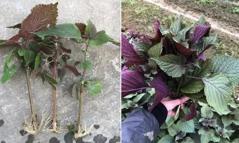 Mẹo trồng tía tô bằng cành, cắm xuống đất là cây lên ầm ầm, ăn quanh năm