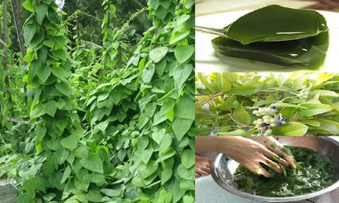 Từ dây leo mọc dại thành đặc sản ‘tiền tỷ’, có nhiều công dụng tốt cho sức khỏe, được nhiều người ưa thích ăn