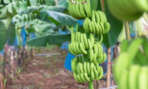 Trồng loại cây “1 vốn 4 lời” lại siêu giàu Kali, nông dân miền Tây nhẹ nhàng bỏ túi trăm triệu đồng mỗi năm