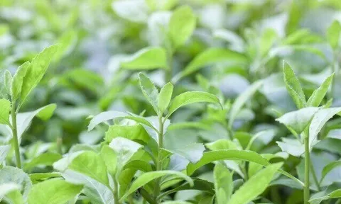 Cây mọc bờ rào có vị đắng nay thành đặc sản hương vị lạ ở thành phố, trồng một lần hái bán quanh năm, 50.000 đồng/kg