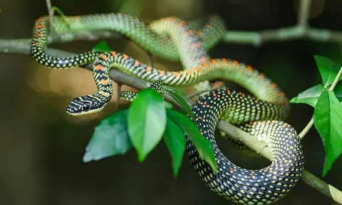 6 loại cây trồng trong nhà giúp đuổi rắn