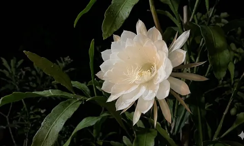 Cách biến khu vườn buổi tối thơm ngát chỉ với 6 loại cây dễ trồng