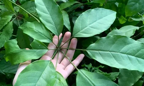Cây dại mọc bờ rào có tên "ngượng đỏ mặt", xưa không ai biết đến nay thành đặc sản có hương vị lạ, 50.000 đồng/kg