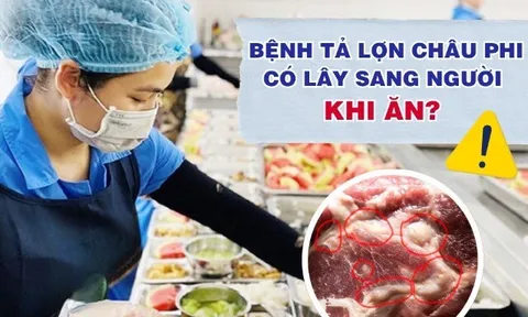 Vụ 300 tấn thịt bệnh tuồn vào trường học: Lợn mắc dịch tả có lây sang người khi ăn, chỉ nguy hiểm khi nào?