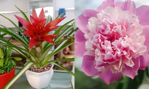 4 loại cây 'vàng' giúp phòng khách hút tài, giữ lộc, đổi vận khí cả gia đình