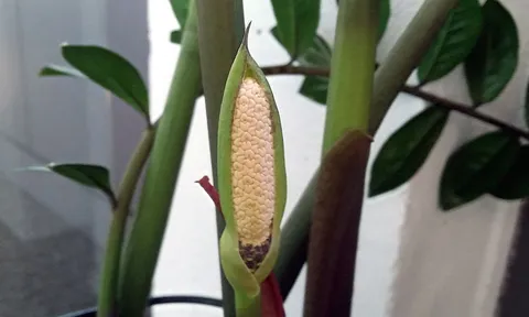 5 loại cây cảnh nở hoa là gia chủ có lộc, tiền tài rơi vào nhà