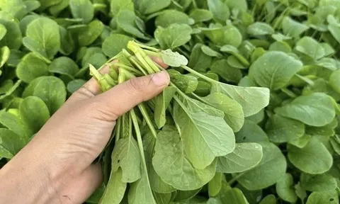 5 loại rau bổ hơn thịt - rẻ hơn thuốc, quý như nhân sâm, chợ bán 10 nghìn/bó