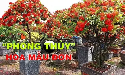5 loại Hoa nở Tiền về, cây cao lớn lộc tích 3 đời
