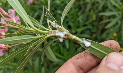 Loại cây cảnh đẹp nhưng cực độc: Nhiều nhà trồng mà không biết rủi ro tiềm ẩn