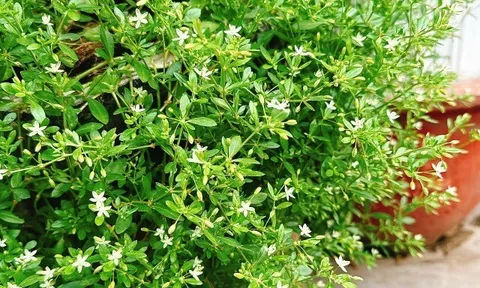 Cây mọc dại ở quê có vị đắng nay thành đặc sản người thành phố ưa chuộng, trồng một lần hái bán quanh năm, 60.000 đồng/kg