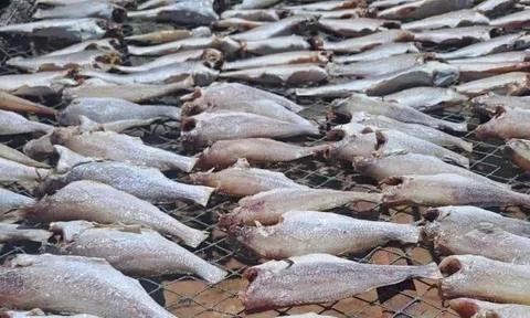 Loài cá "nhà nghèo" nghe tên chậm chạp, xưa ai cũng chê nay thành đặc sản giá đắt đỏ, còn xuất khẩu ra nước ngoài