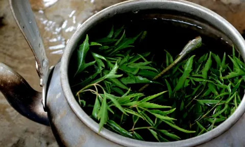 5 người nên thường xuyên uống nước lá đinh lăng