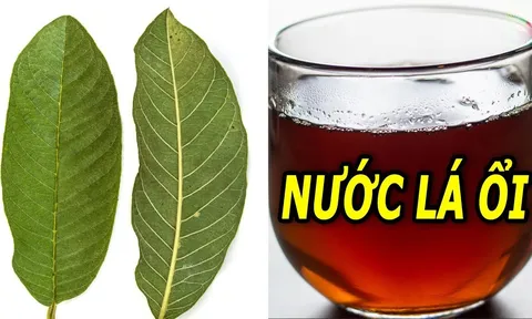 5 người nên thường xuyên uống nước lá ổi